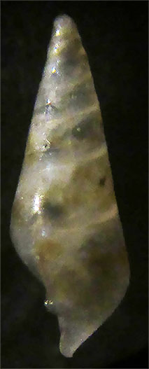 Eulimidae